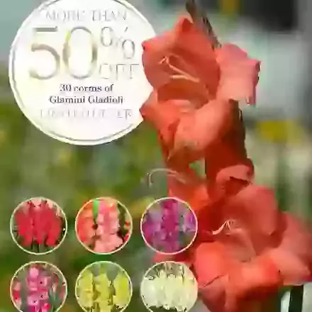 Glamini Gladioli Mix
